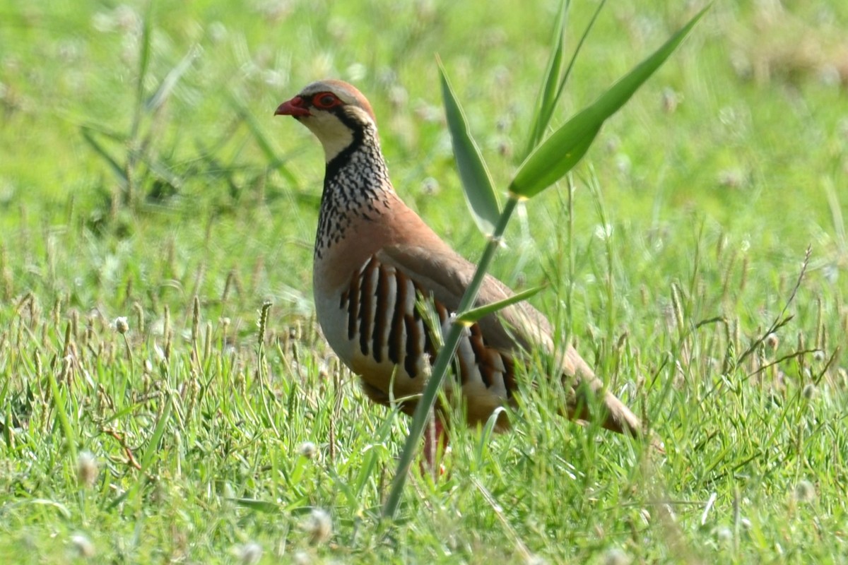 Red-legged Partridge - ML620450426