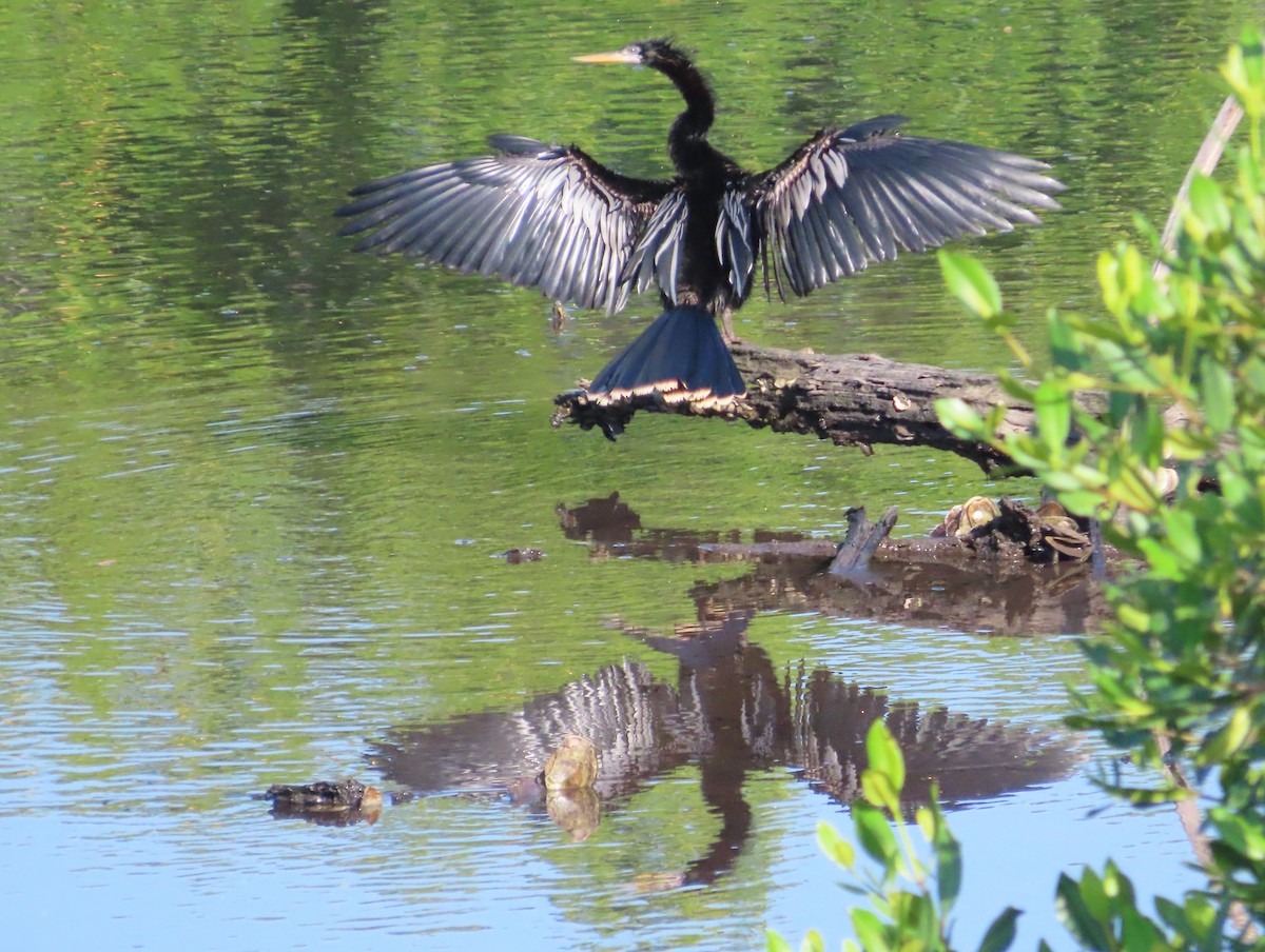 anhinga americká - ML620450431