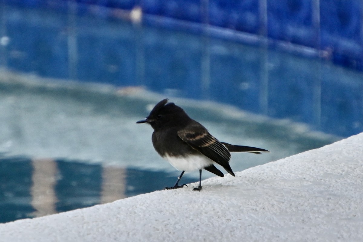 Black Phoebe - ML620450432