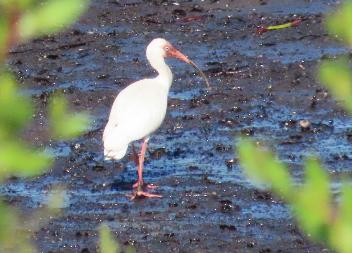 White Ibis - Anonymous