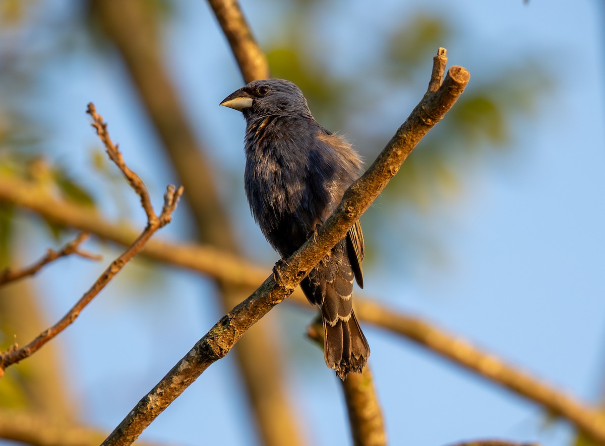 Blue Grosbeak - ML620450440