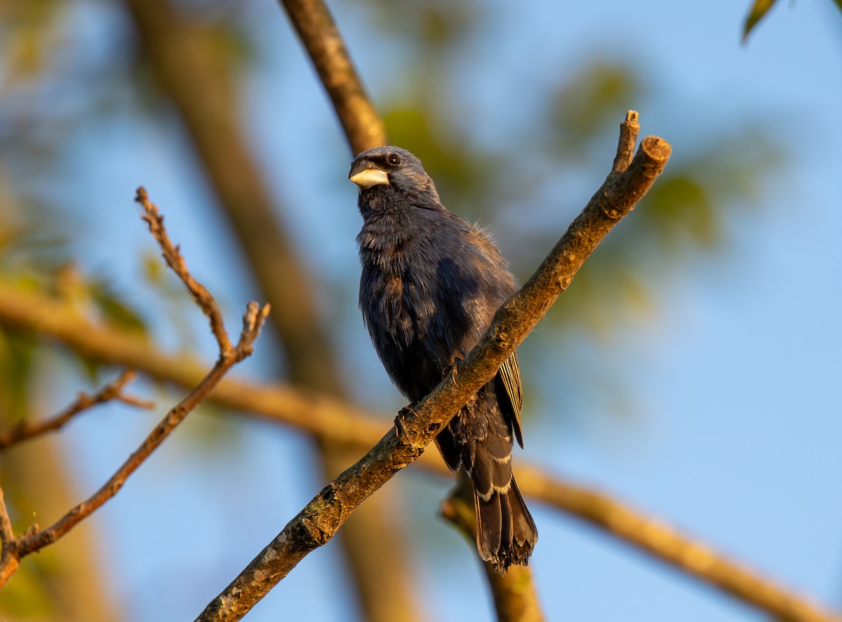 Blue Grosbeak - Jim Jarrett