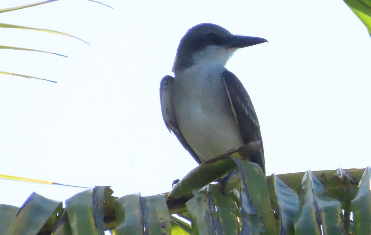 Gray Kingbird - ML620450447