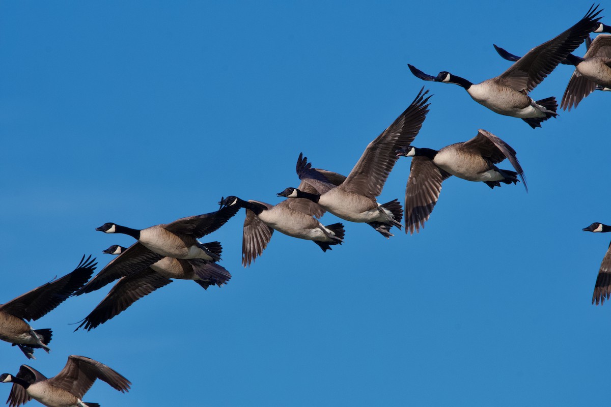 Canada Goose - ML620450461