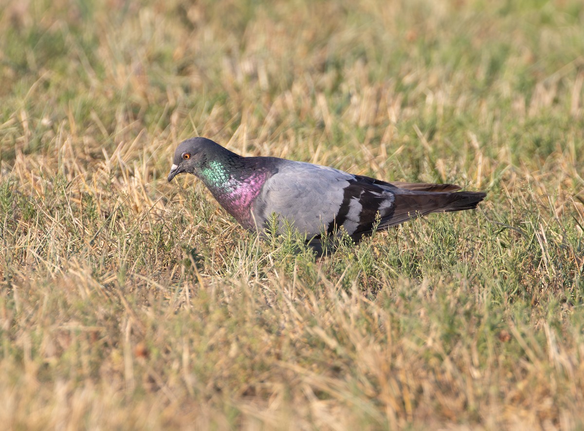 Rock Pigeon (Feral Pigeon) - ML620450462