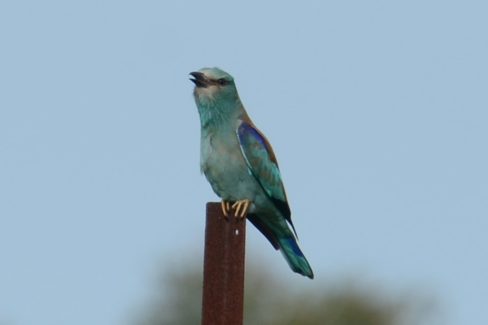 European Roller - Alain Rouge