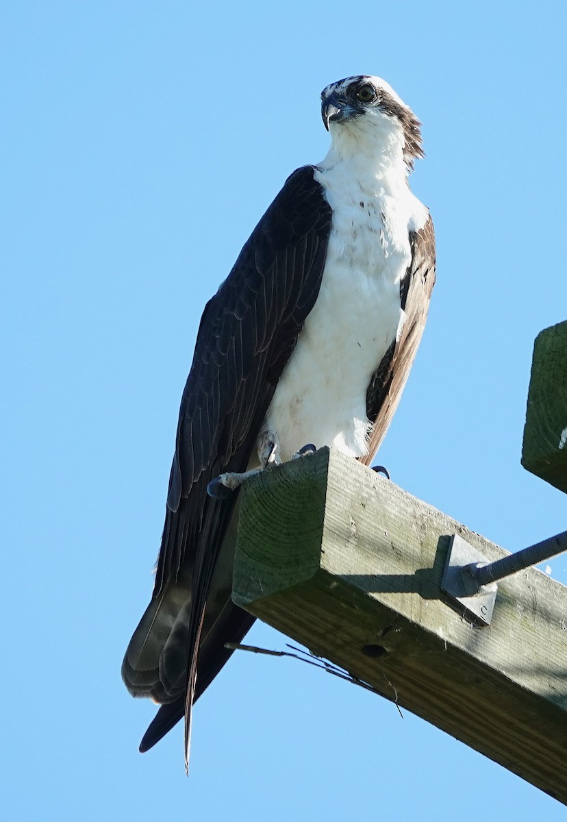 Osprey - Brian Brosky