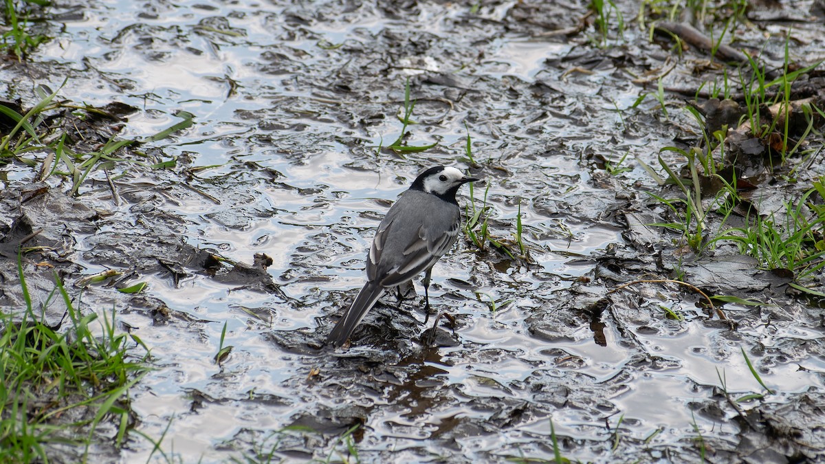 White Wagtail - ML620450467