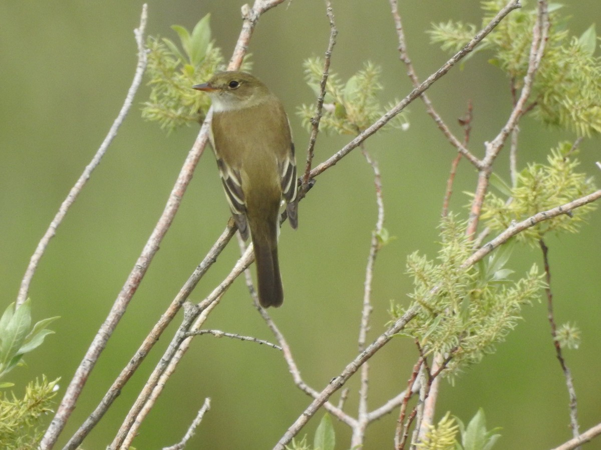 Alder Flycatcher - ML620450469