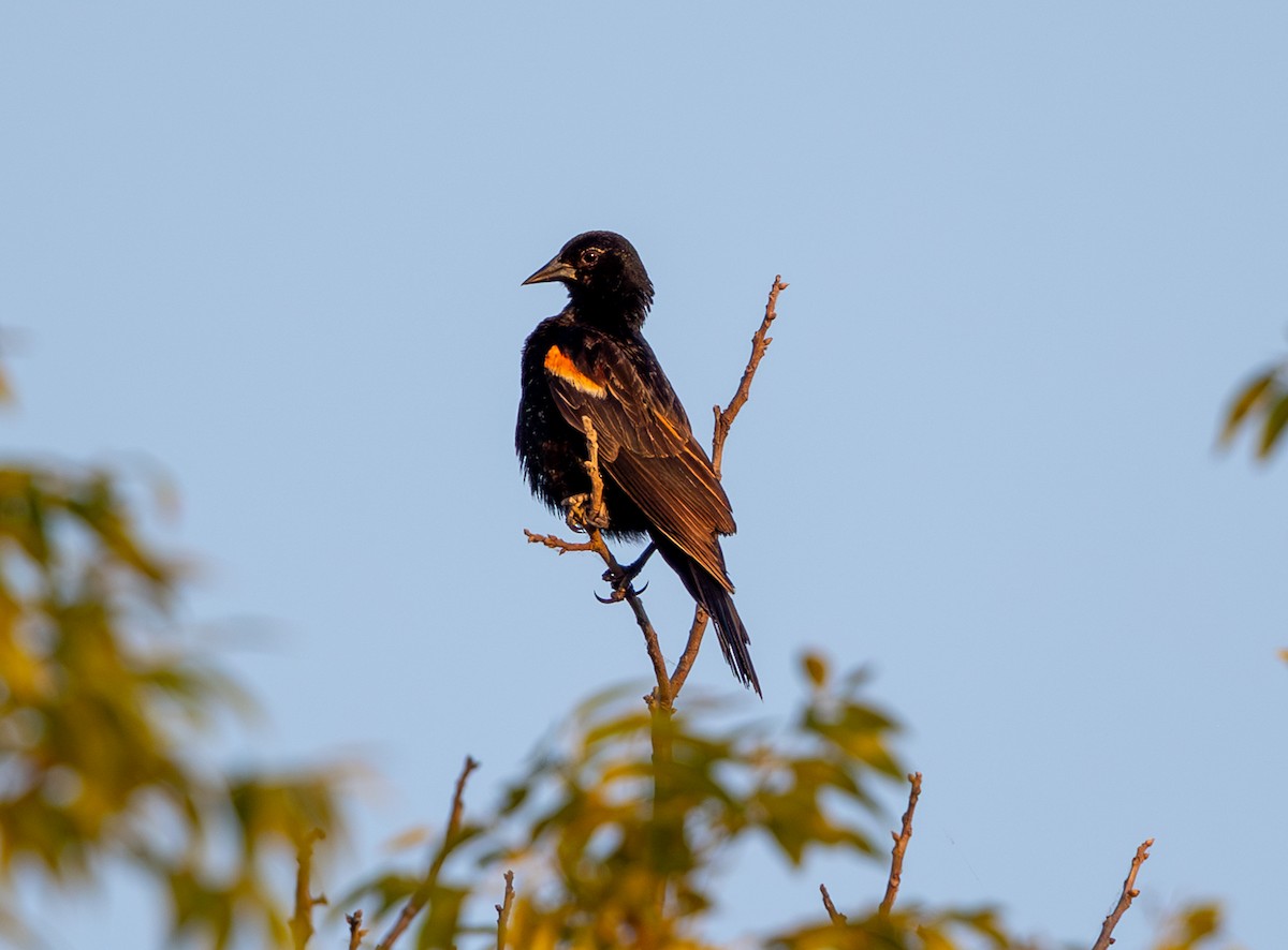 Red-winged Blackbird - ML620450472