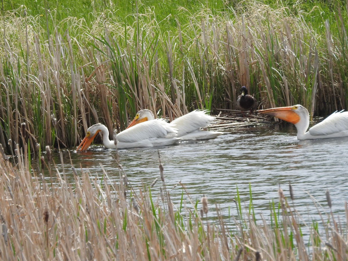 American White Pelican - ML620450475