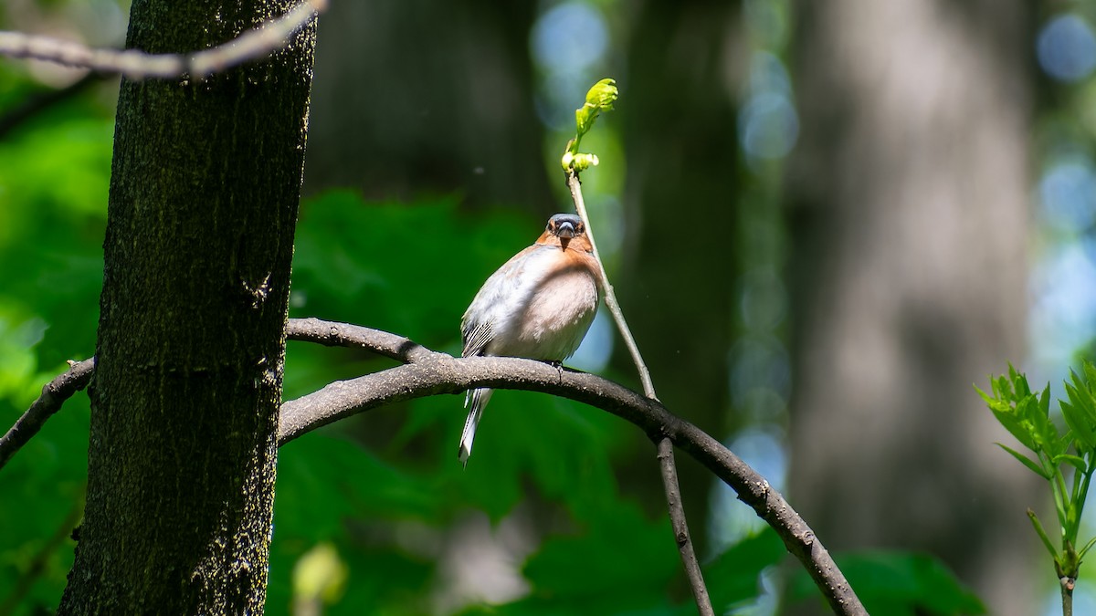 Common Chaffinch - ML620450476