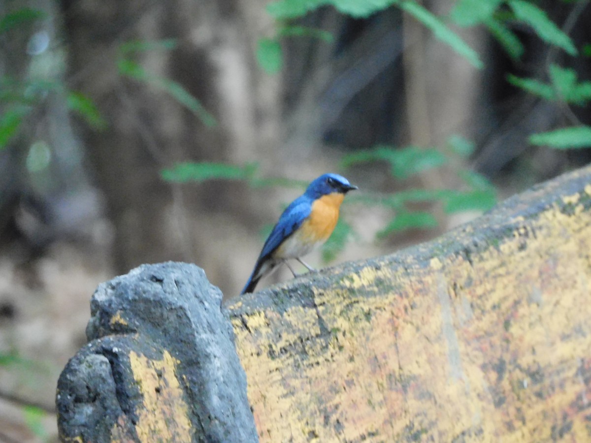 Tickell's Blue Flycatcher - Sushant Pawar