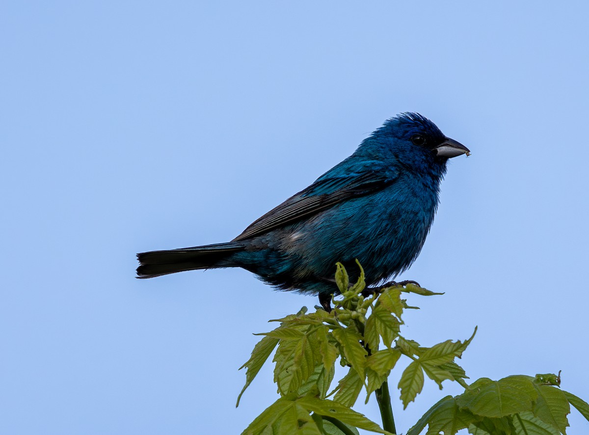 Indigo Bunting - ML620450481