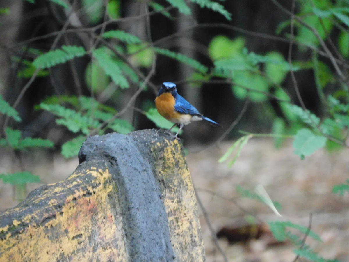 Tickell's Blue Flycatcher - ML620450484