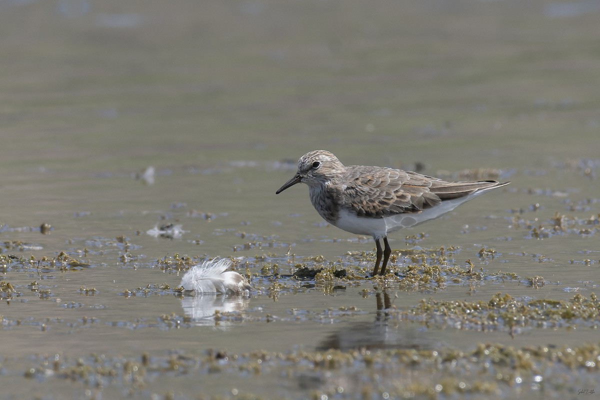 Temminck's Stint - ML620450485