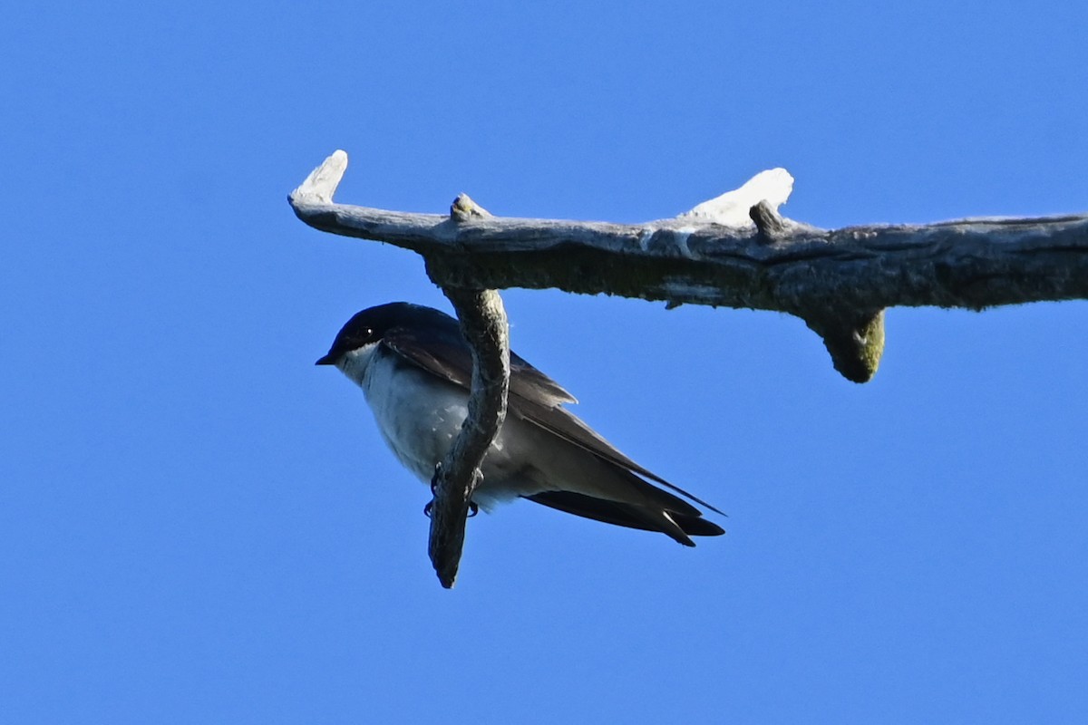 Tree Swallow - ML620450488