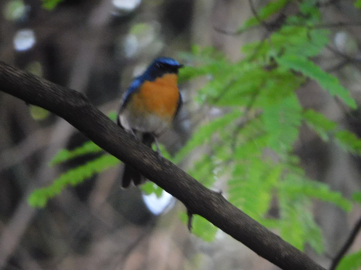 Tickell's Blue Flycatcher - ML620450489