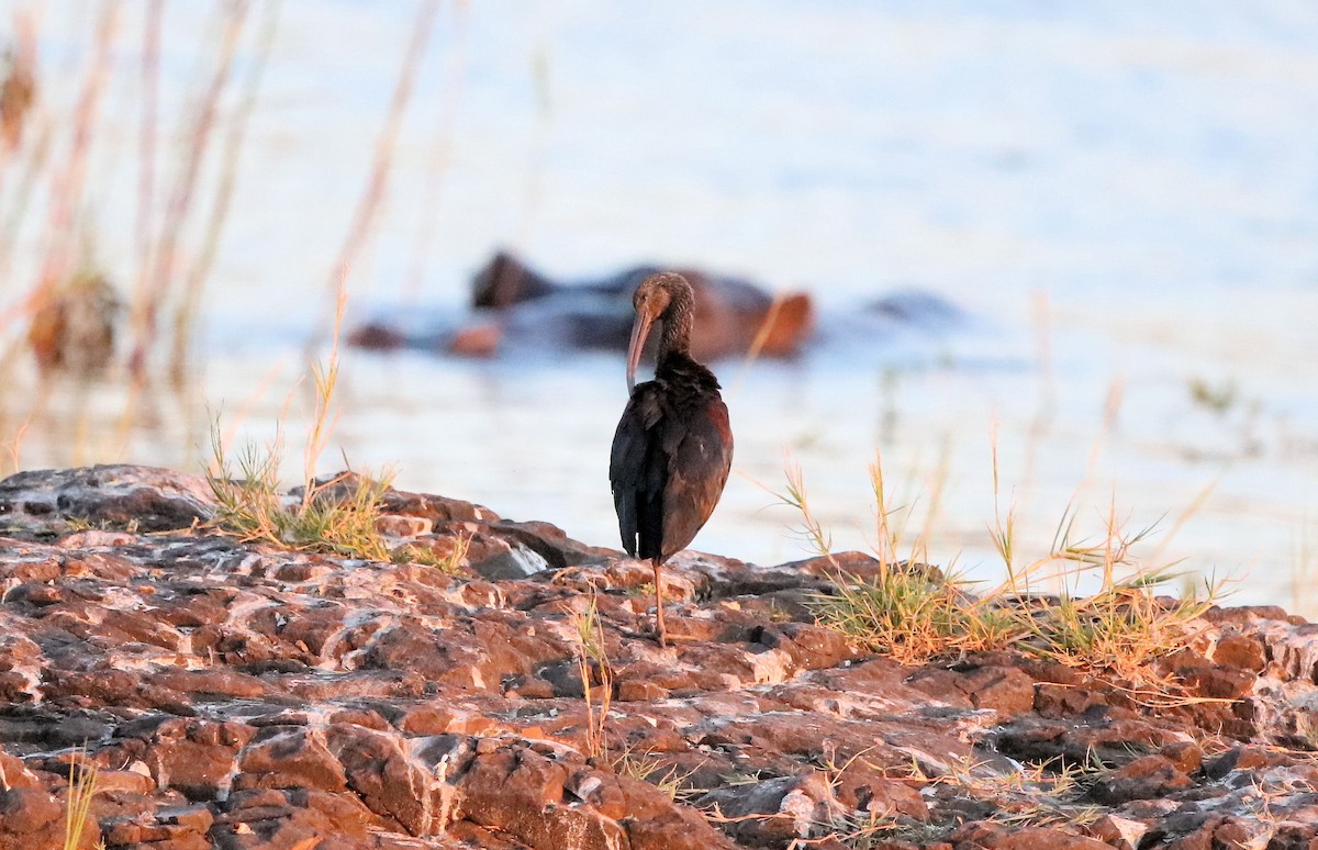 ibis hnědý - ML620450490