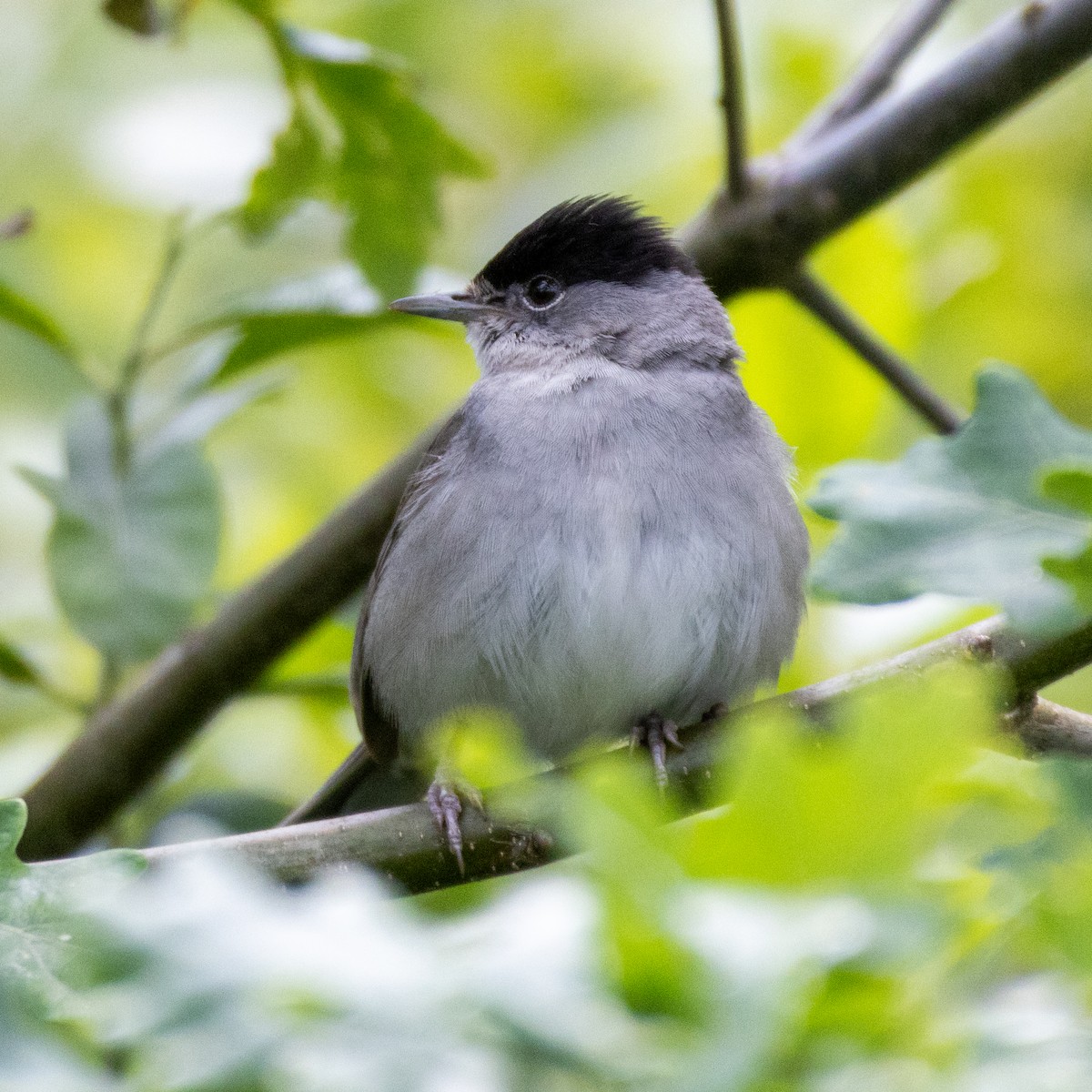 Eurasian Blackcap - Kev Bates