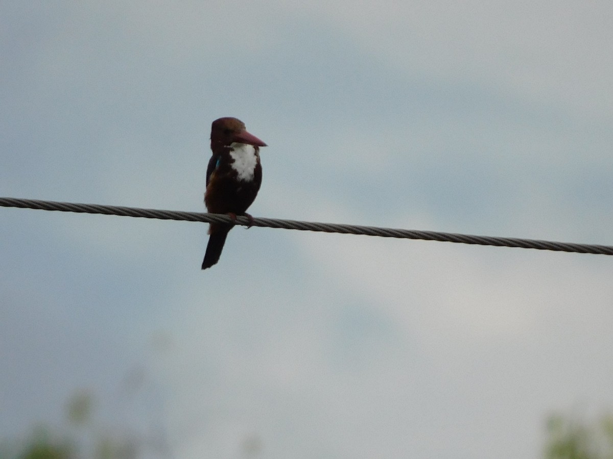 White-throated Kingfisher - ML620450496