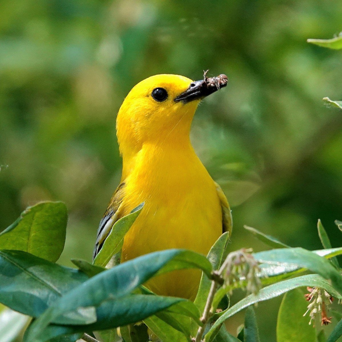 Prothonotary Warbler - ML620450500