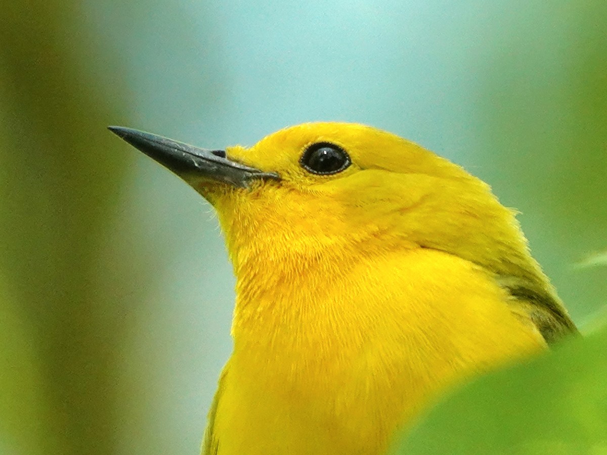 Prothonotary Warbler - ML620450501