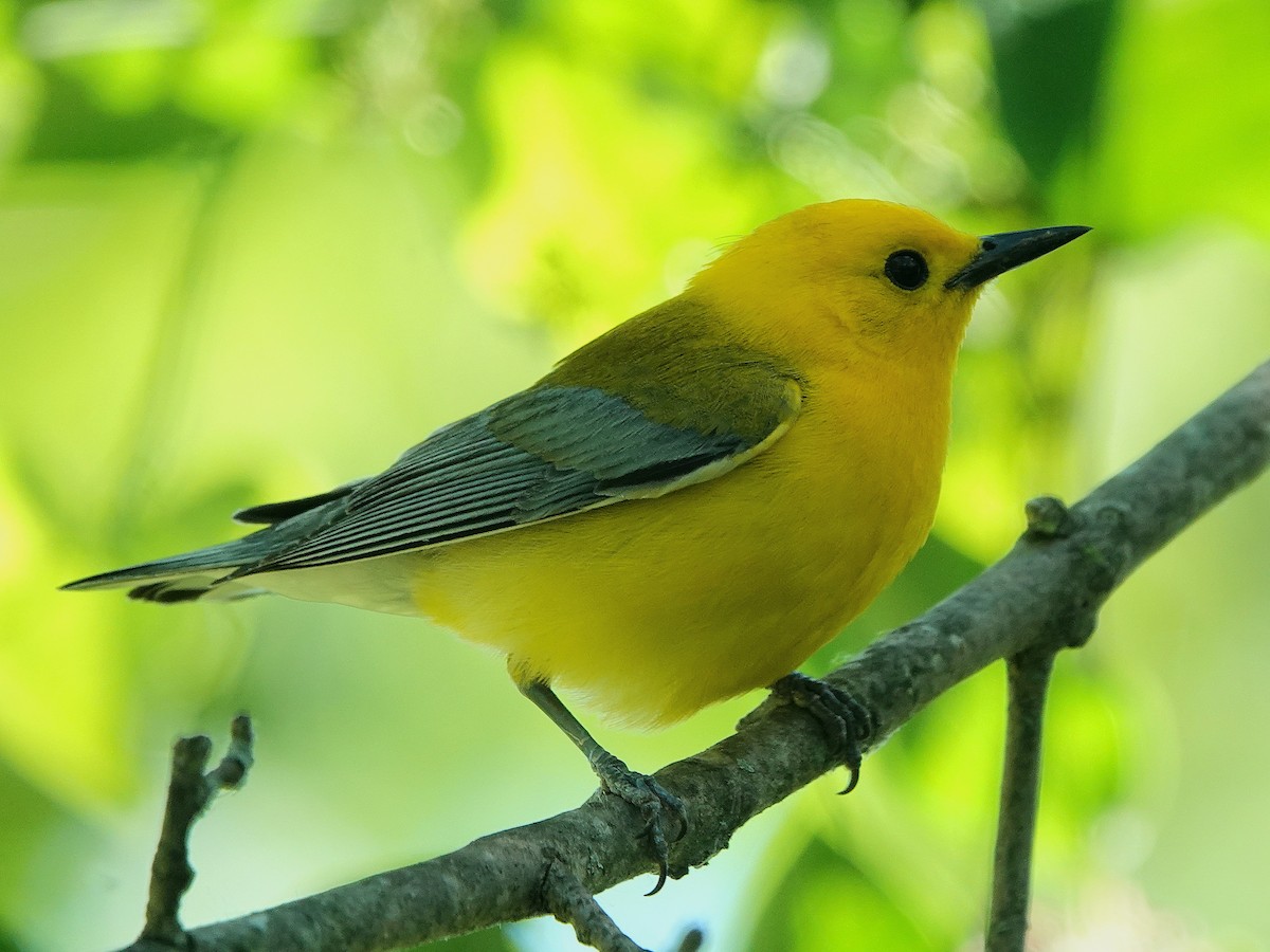 Prothonotary Warbler - ML620450502