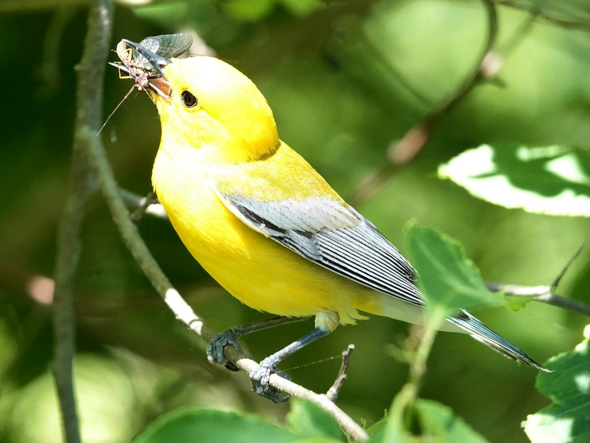 Prothonotary Warbler - ML620450503