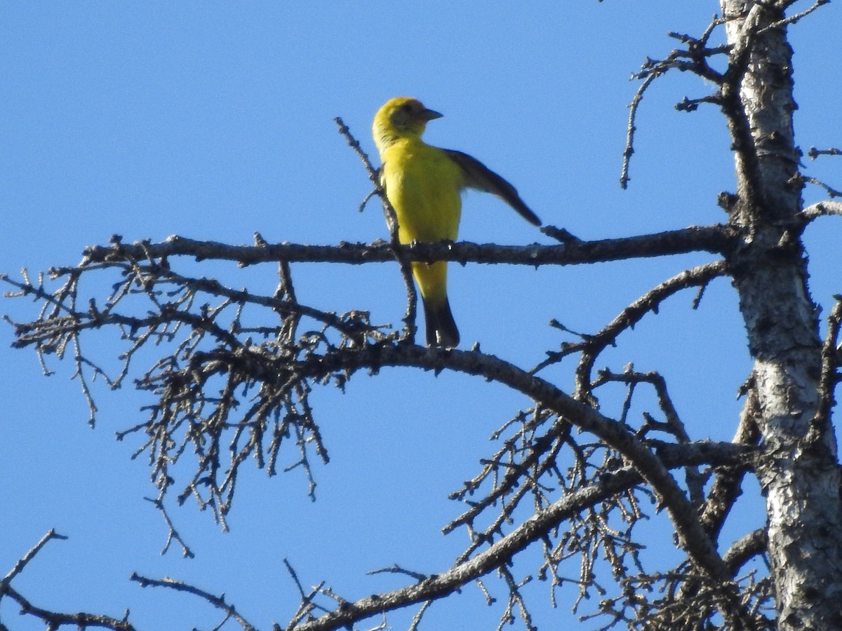 Western Tanager - ML620450504