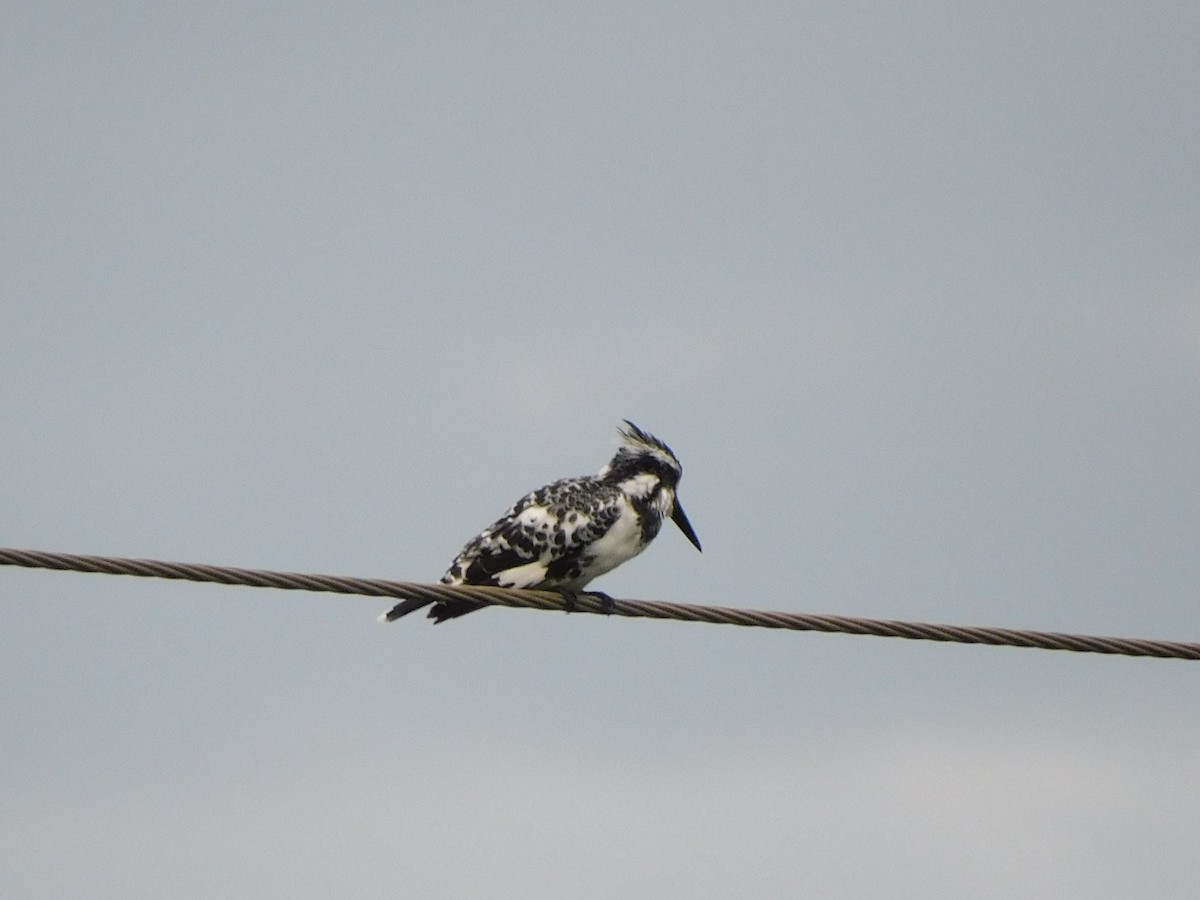 Pied Kingfisher - ML620450507