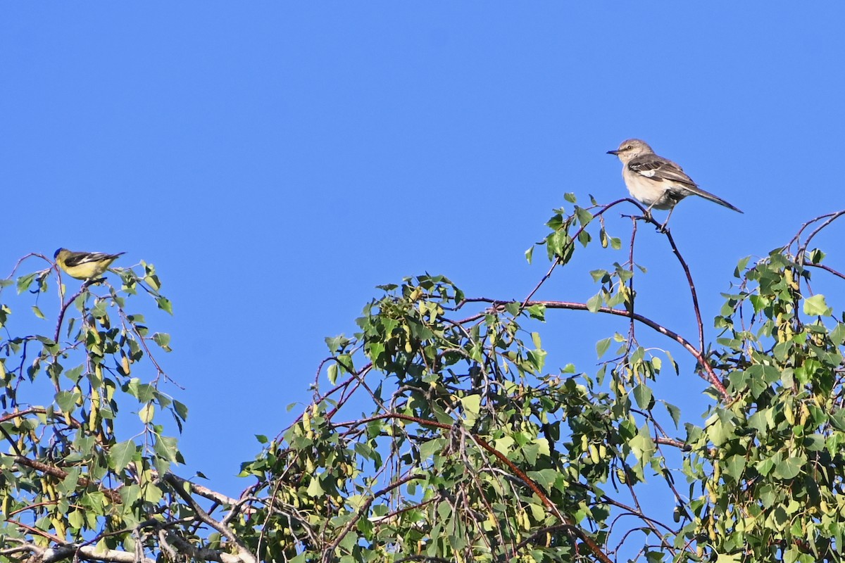 Northern Mockingbird - ML620450508