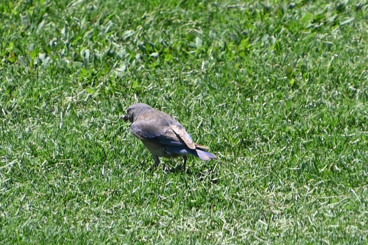 Western Bluebird - ML620450518