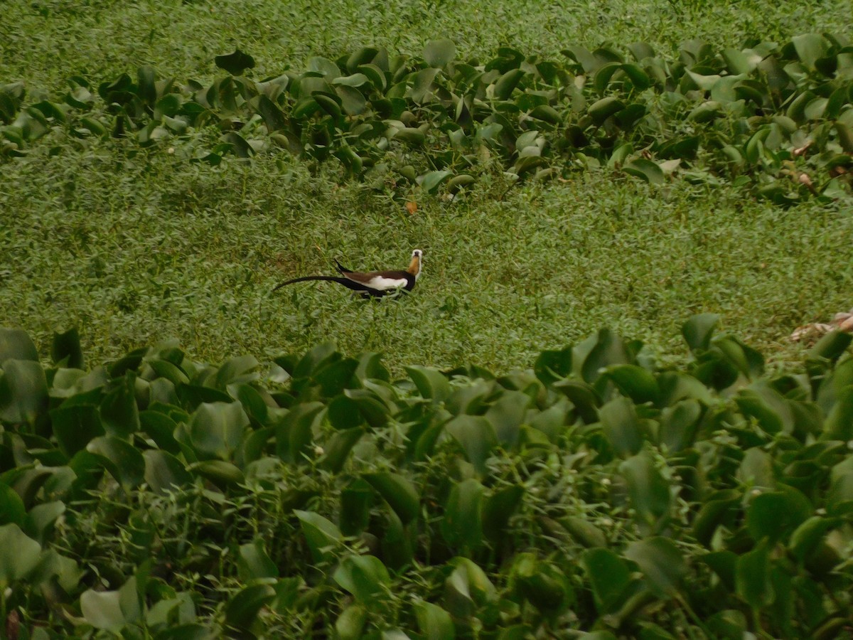 Jacana à longue queue - ML620450531