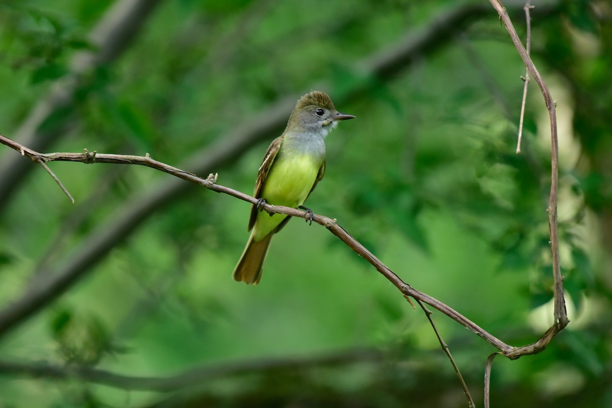 Great Crested Flycatcher - ML620450532