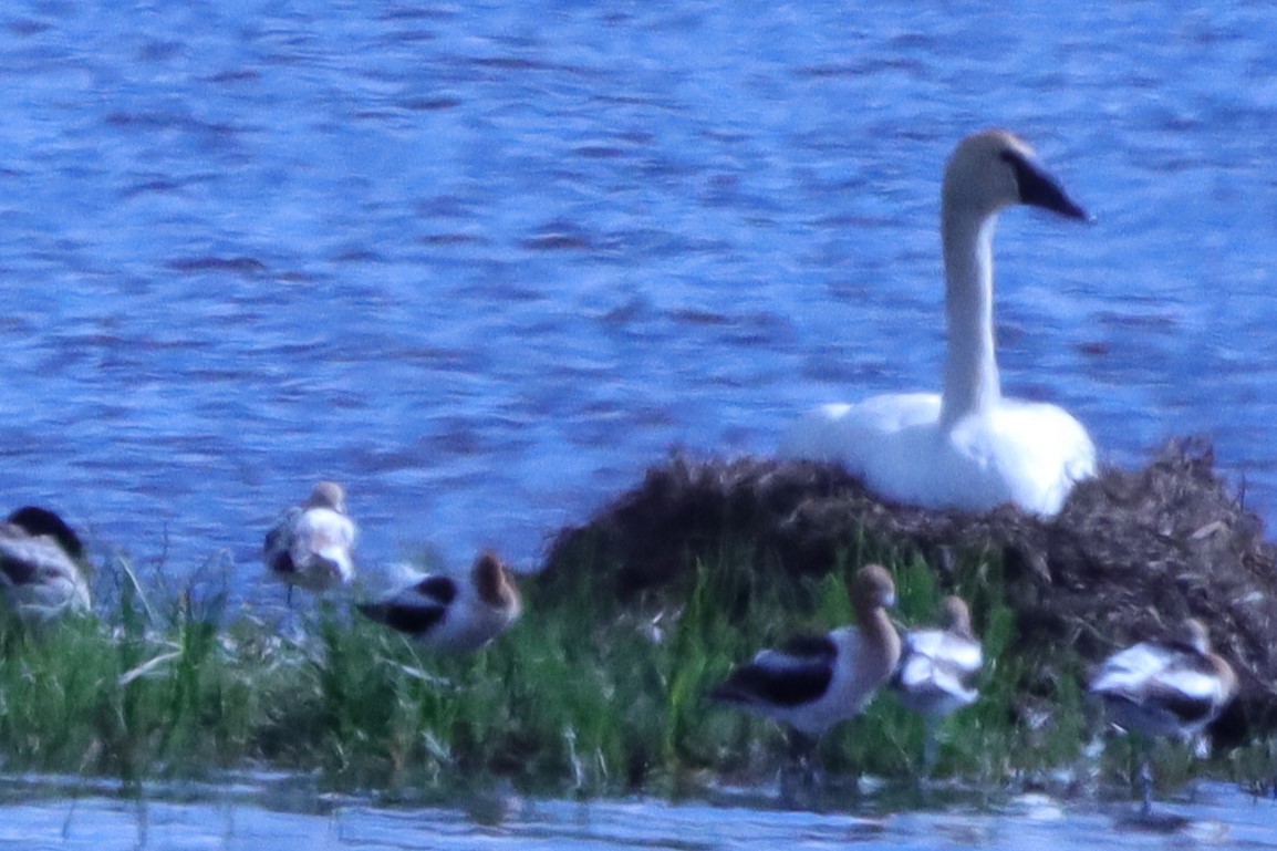 American Avocet - ML620450534