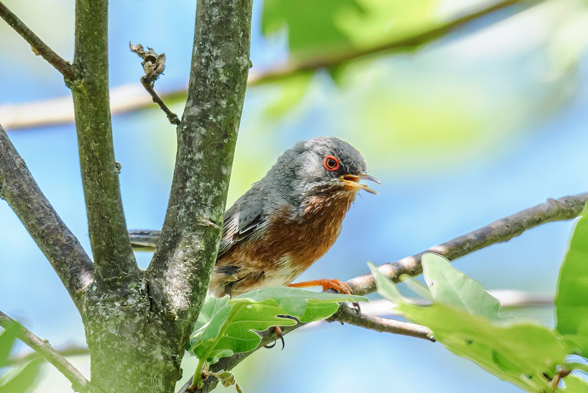 Dartford Warbler - ML620450539