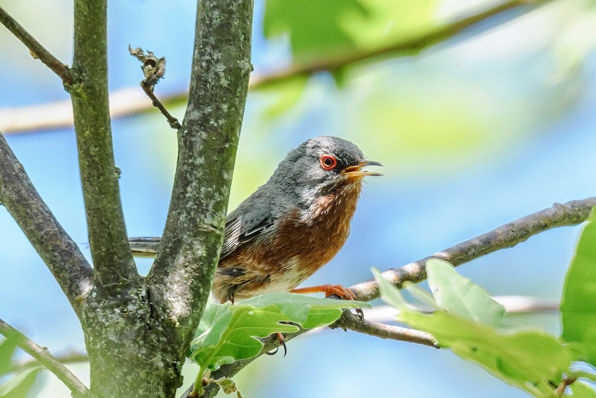 Dartford Warbler - ML620450543