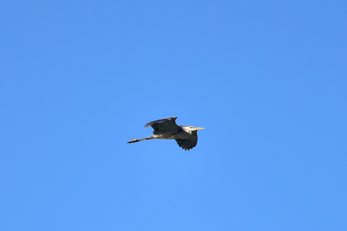 Great Blue Heron - ML620450547