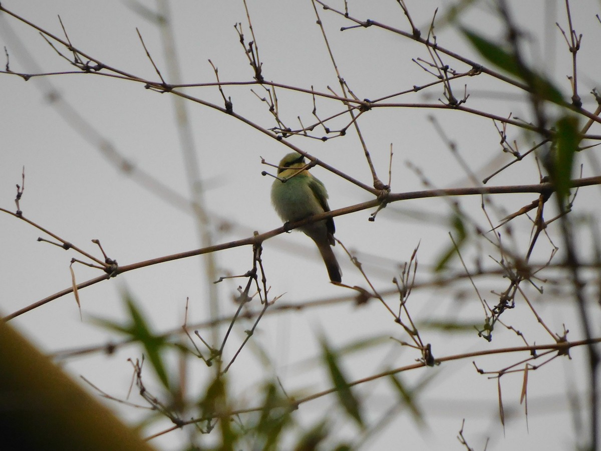 Asian Green Bee-eater - ML620450548
