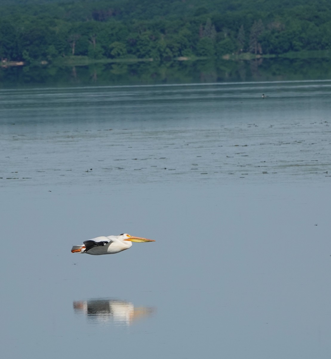 American White Pelican - ML620450549