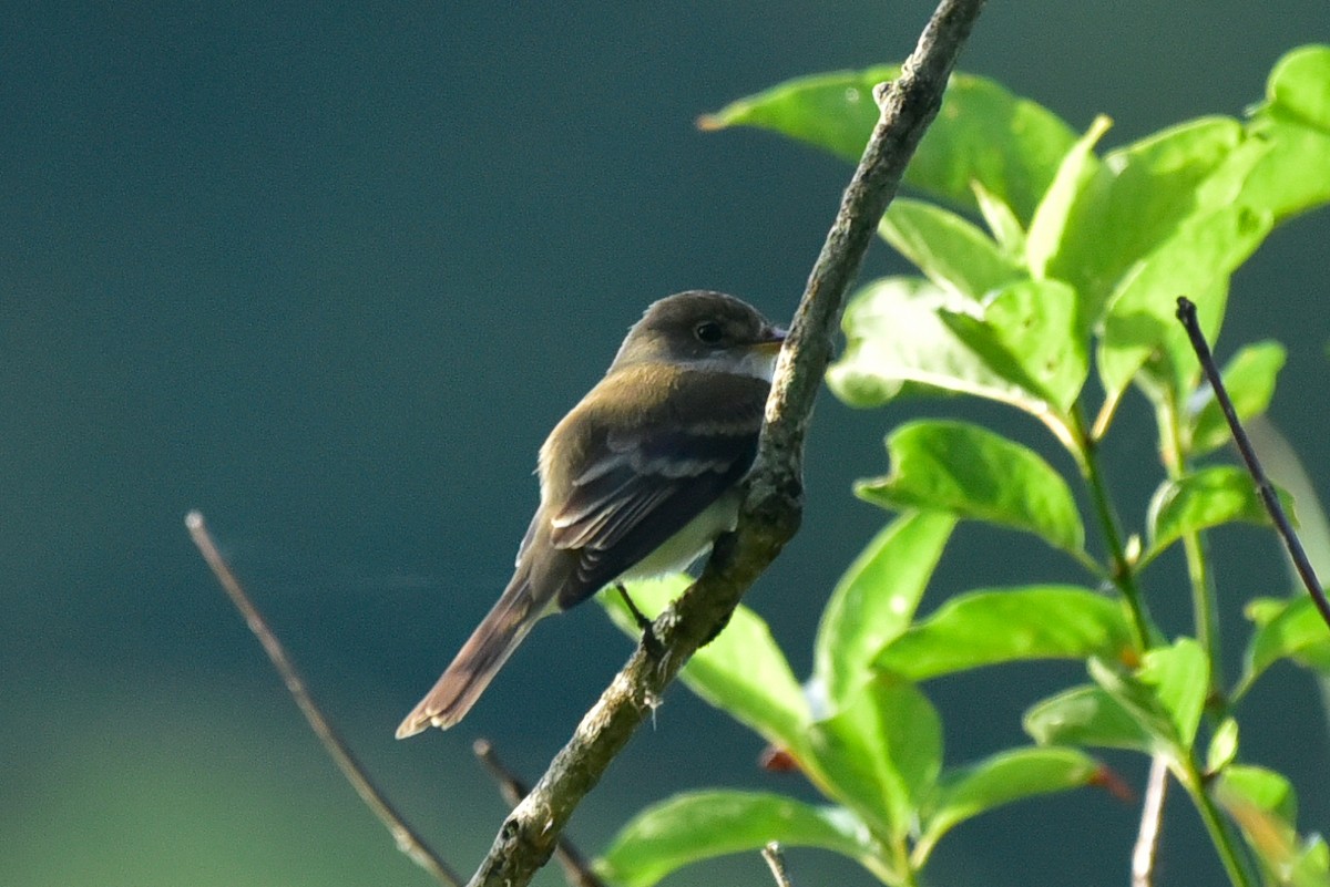 Willow Flycatcher - Cristine Van Dyke