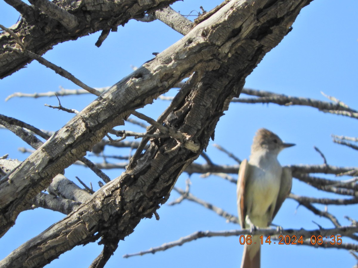 Brown-crested Flycatcher - Charles  Ritter