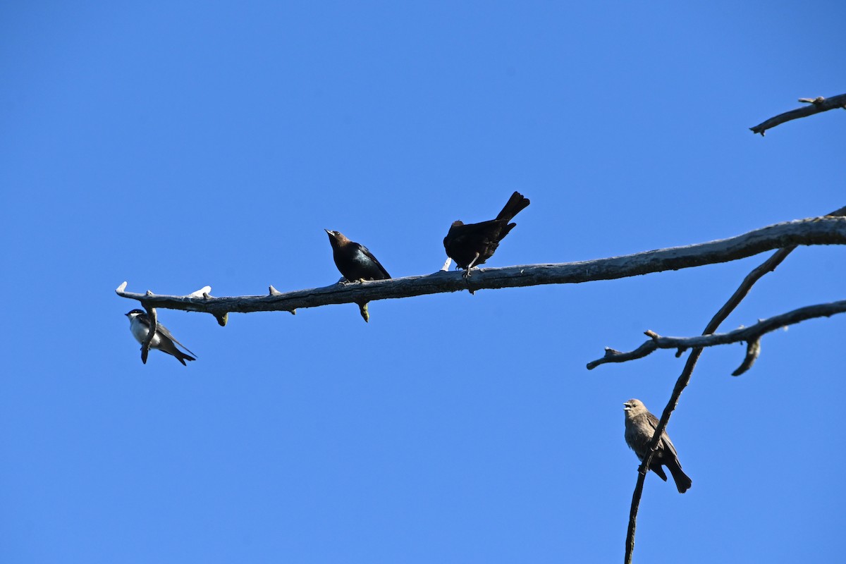 Brown-headed Cowbird - ML620450557