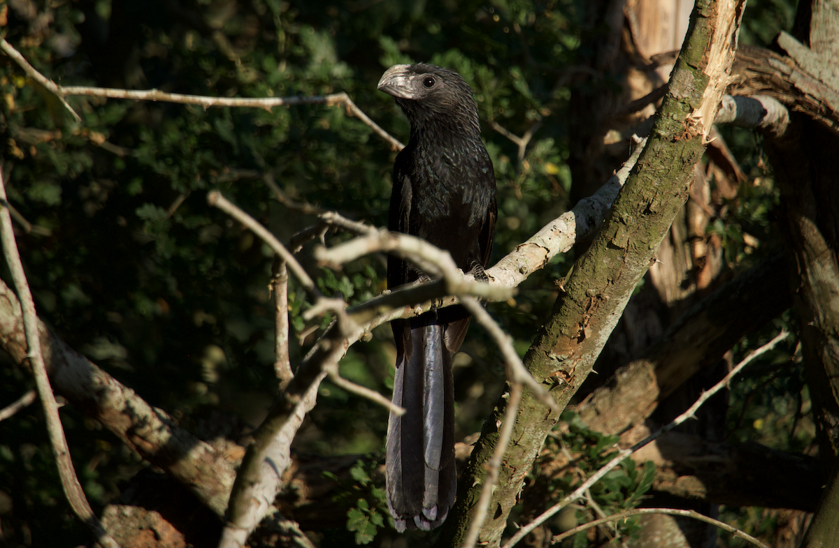 Groove-billed Ani - ML620450561