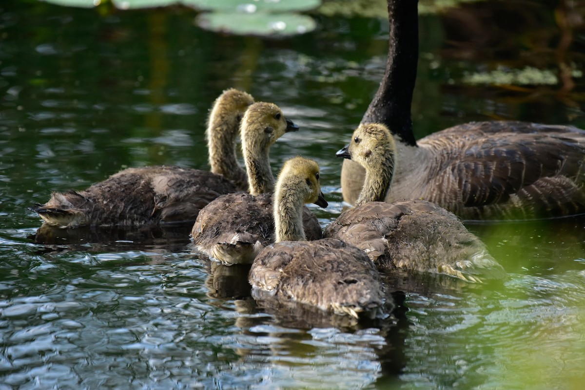 Canada Goose - Cristine Van Dyke