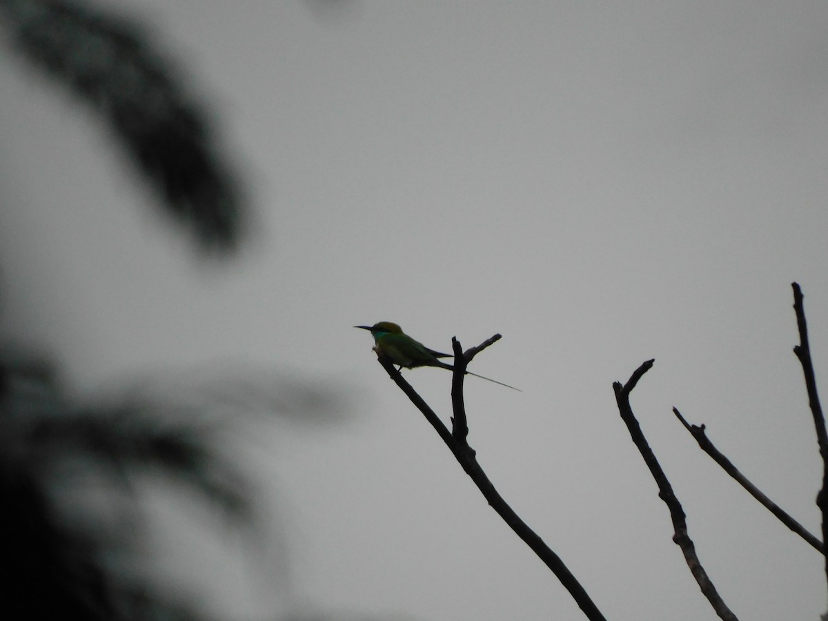 Asian Green Bee-eater - ML620450566