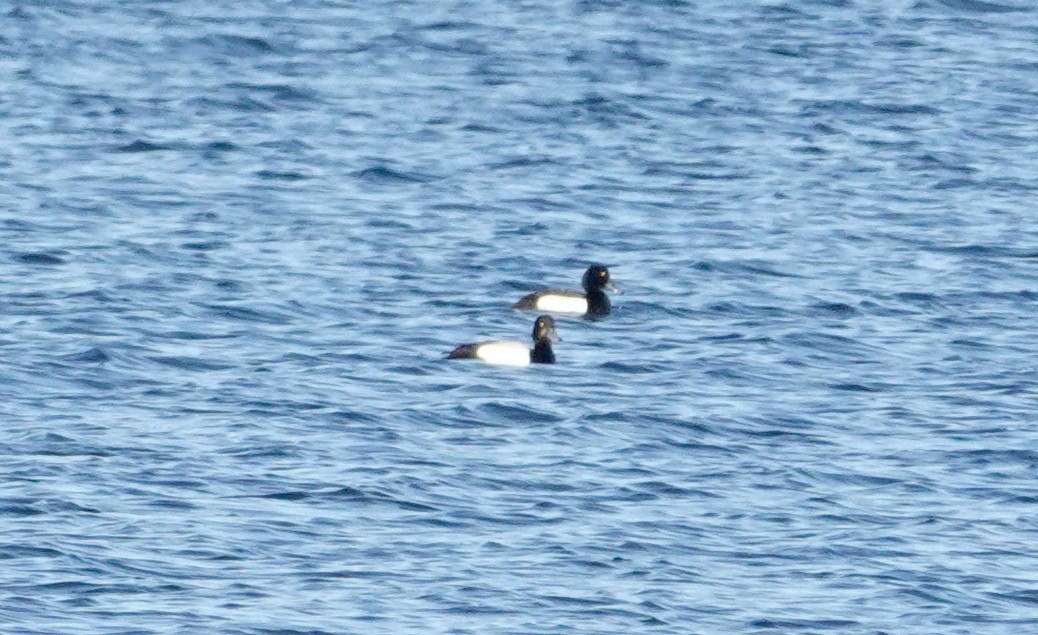 Greater Scaup - ML620450569