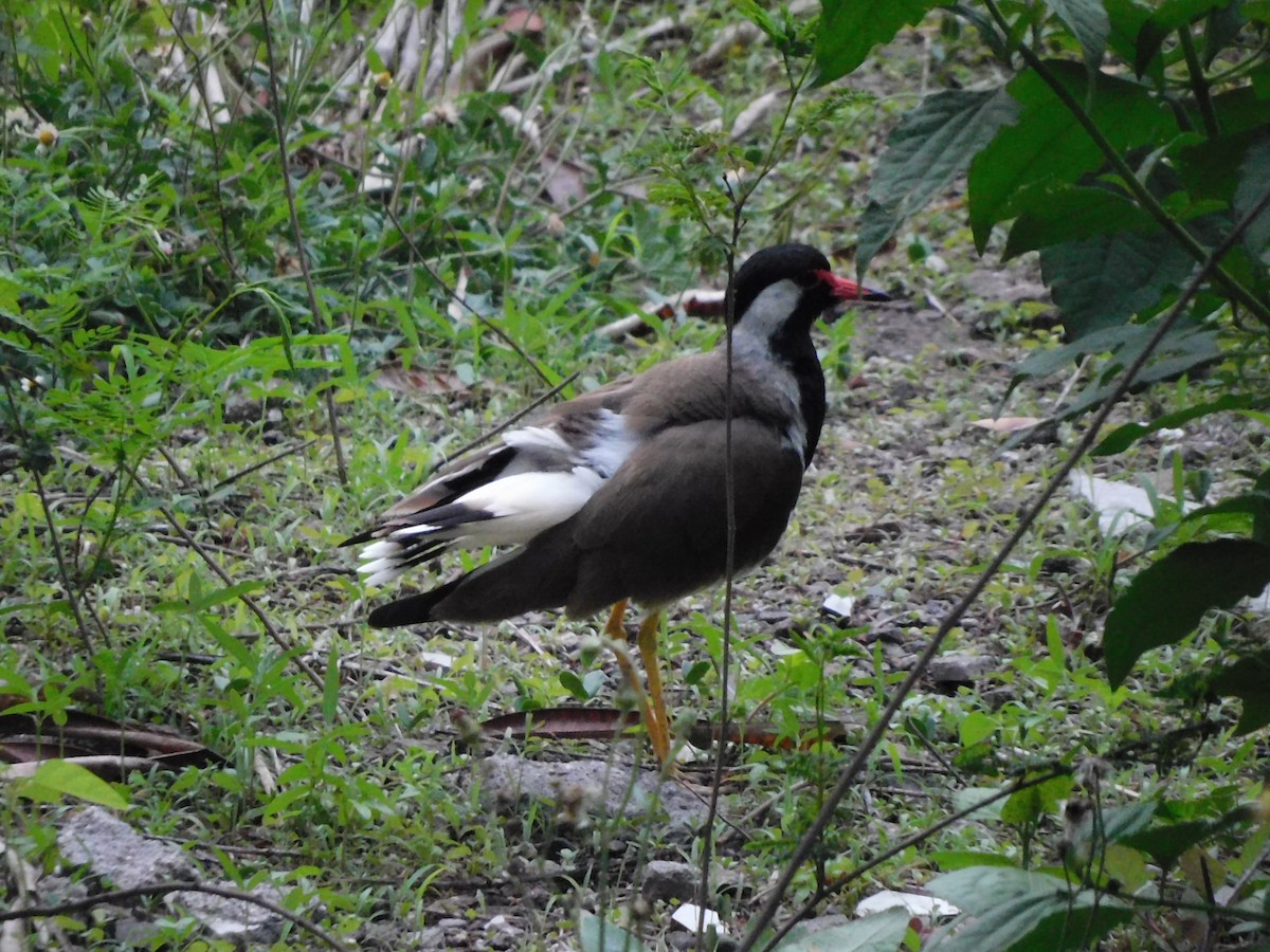 Red-wattled Lapwing - ML620450570