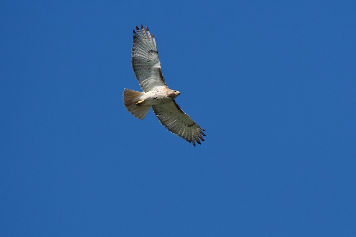 Red-tailed Hawk - ML620450572